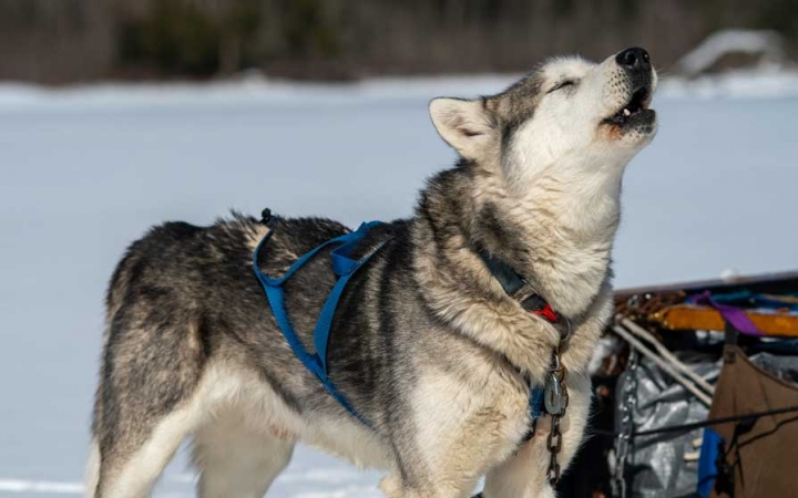 adult dog sledding trip in minnesota